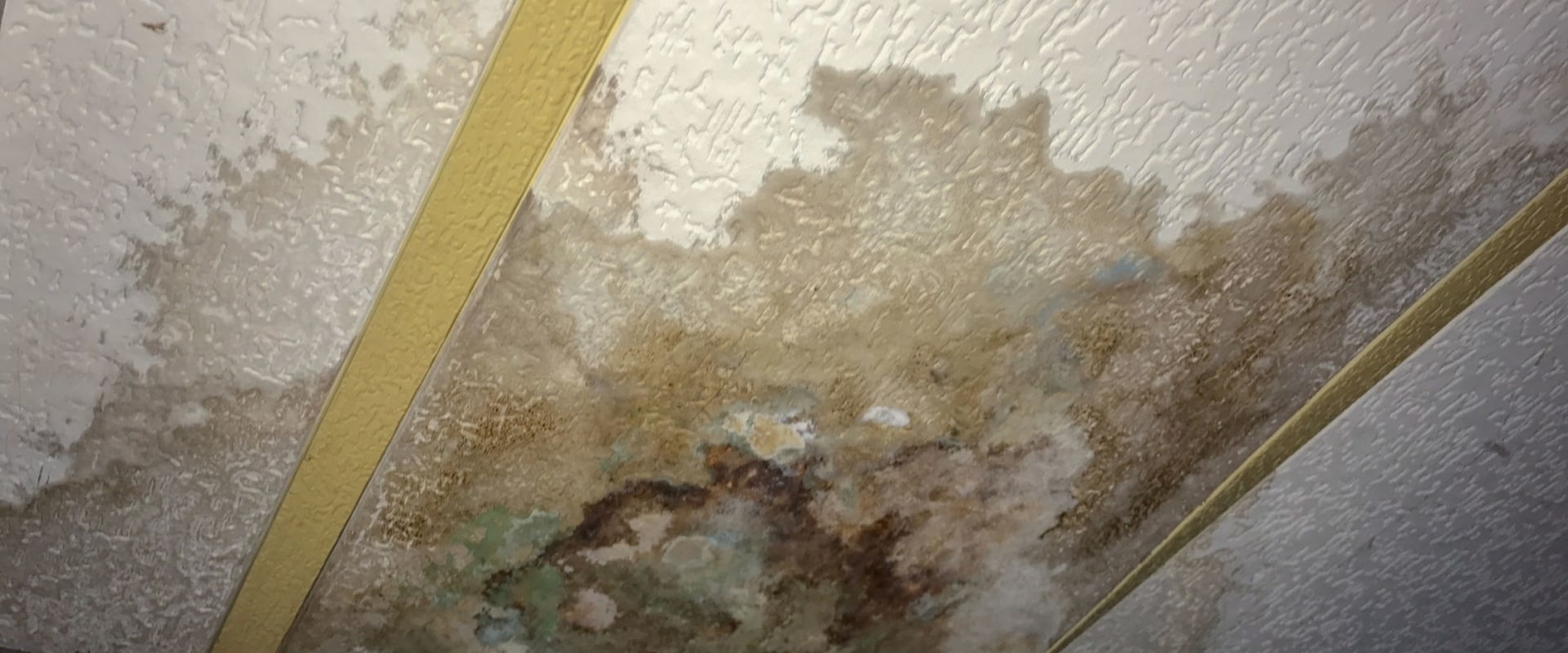 How Mold Grows and Spreads in Water-Damaged Areas