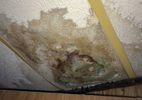 How Mold Grows and Spreads in Water-Damaged Areas